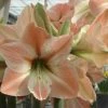 Amaryllis Apricot Parfait -Promesse de Fleurs Magasin Amaryllis Apricot Parfait 56992 1 1