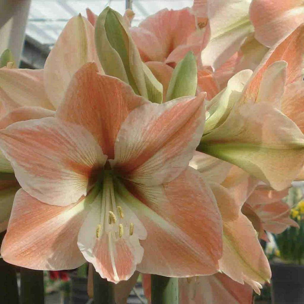Amaryllis Apricot Parfait 3 Amaryllis Apricot Parfait
