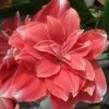Amaryllis Double Dream -Promesse de Fleurs Magasin Amaryllis Double Dream 56994 1 1