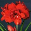 Amaryllis Double King - Hippeastrum 2 Amaryllis Double King - Hippeastrum -Promesse de Fleurs Magasin Amaryllis Double King 15252 1 1