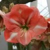 Amaryllis Faro* -Promesse de Fleurs Magasin Amaryllis Faro 56606 1