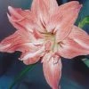 Amaryllis Double Lady Jane -Promesse de Fleurs Magasin Amaryllis Lady Jane LD alljengi 56977 1