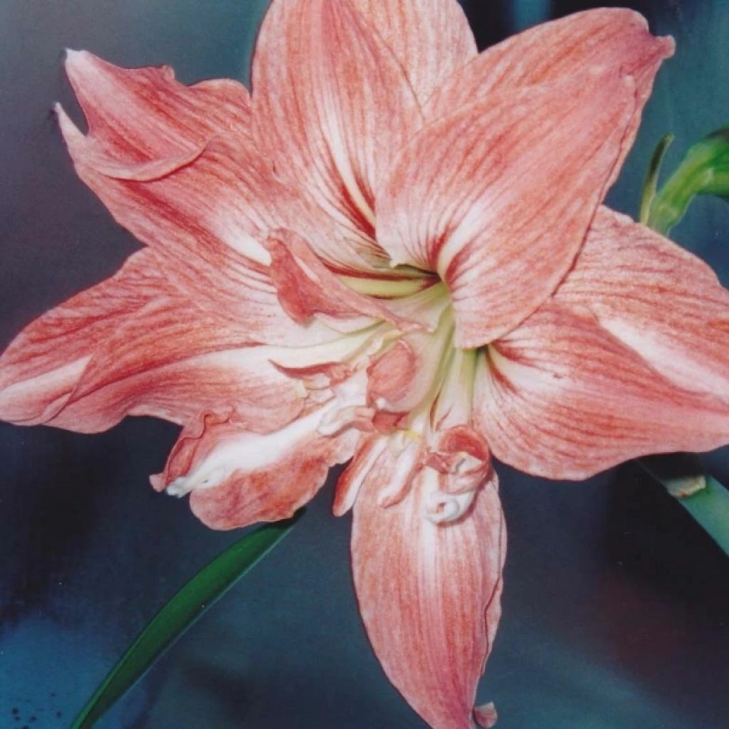 Amaryllis Double Lady Jane 3 Amaryllis Double Lady Jane