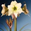Amaryllis Lemon Cream - Hippeastrum -Promesse de Fleurs Magasin Amaryllis Lemon Cream Hippeastrum IF 175510 1