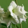 Amaryllis Luna -Promesse de Fleurs Magasin Amaryllis Luna 56705 1