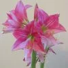 Amaryllis Neon -Promesse de Fleurs Magasin Amaryllis Neon 87545 1
