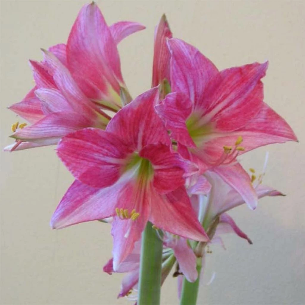 Amaryllis Neon 3 Amaryllis Neon