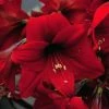 Amaryllis Rapido -Promesse de Fleurs Magasin Amaryllis Rapido 56972 1