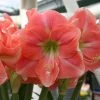 Amaryllis Rosalie 1 Amaryllis Rosalie -Promesse de Fleurs Magasin Amaryllis Rosalie 82461 1