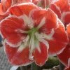 Amaryllis Samba 1 Amaryllis Samba -Promesse de Fleurs Magasin Amaryllis Samba 56995 1 1