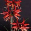 Amaryllis Sumatra - Hippeastrum Cybister 2 Amaryllis Sumatra - Hippeastrum Cybister -Promesse de Fleurs Magasin Amaryllis Sumatra Hippeastrum 15931 1