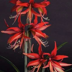 Amaryllis Sumatra - Hippeastrum Cybister