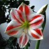 Amaryllis Clown -Promesse de Fleurs Magasin Amaryllis Sydney LD Ting Chen 56976 1
