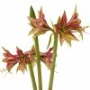 Amaryllis Cybister Mystica - Hippeastrum -Promesse de Fleurs Magasin Amaryllis cybister mystica hippeastrum copyright 15925 1 1