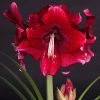 Amaryllis Daphne - Hippeastrum -Promesse de Fleurs Magasin Amaryllis daphne 15923 1