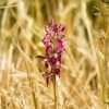 Anacamptis Sancta, Orchis Sacré - Orchidée Vivace -Promesse de Fleurs Magasin Anacamptis sancta Orchis sacre Orchidee vivace copyright 18954 1