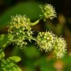 Aralia Nudicaulis - Aralie à Tige Nue -Promesse de Fleurs Magasin Aralia nudicaulis 87128 1