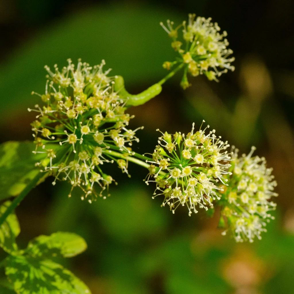 Aralia Nudicaulis - Aralie à Tige Nue 3 Aralia Nudicaulis - Aralie à Tige Nue