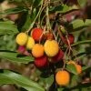 Arbutus Unedo Roselily - Arbousier 1 Arbutus Unedo Roselily - Arbousier -Promesse de Fleurs Magasin Arbutus unedo Roselily 82795 FR 1