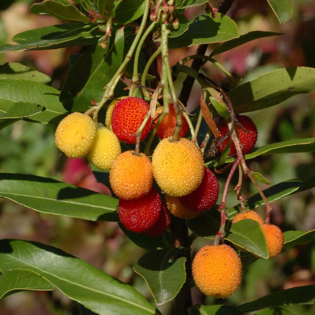 Arbutus Unedo Roselily - Arbousier 3 Arbutus Unedo Roselily - Arbousier