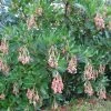 Arbutus Unedo Rubra - Arbousier -Promesse de Fleurs Magasin Arbutus unedo Rubra 85181 1