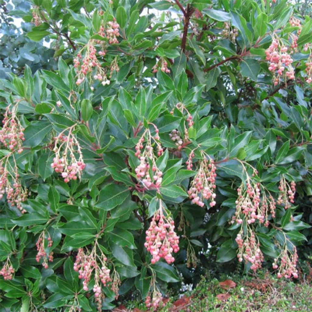 Arbutus Unedo Rubra - Arbousier 3 Arbutus Unedo Rubra - Arbousier