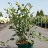 Aronia Melanocarpa Autumn Magic 2 Aronia Melanocarpa Autumn Magic -Promesse de Fleurs Magasin Aronia melanocarpa Autumn Magic NOBLE 83947 1