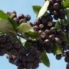Aronia Prunifolia Nero - Aronie à Gros Fruits. 1 Aronia Prunifolia Nero - Aronie à Gros Fruits. -Promesse de Fleurs Magasin Aronia prunifolia Nero 85481 1