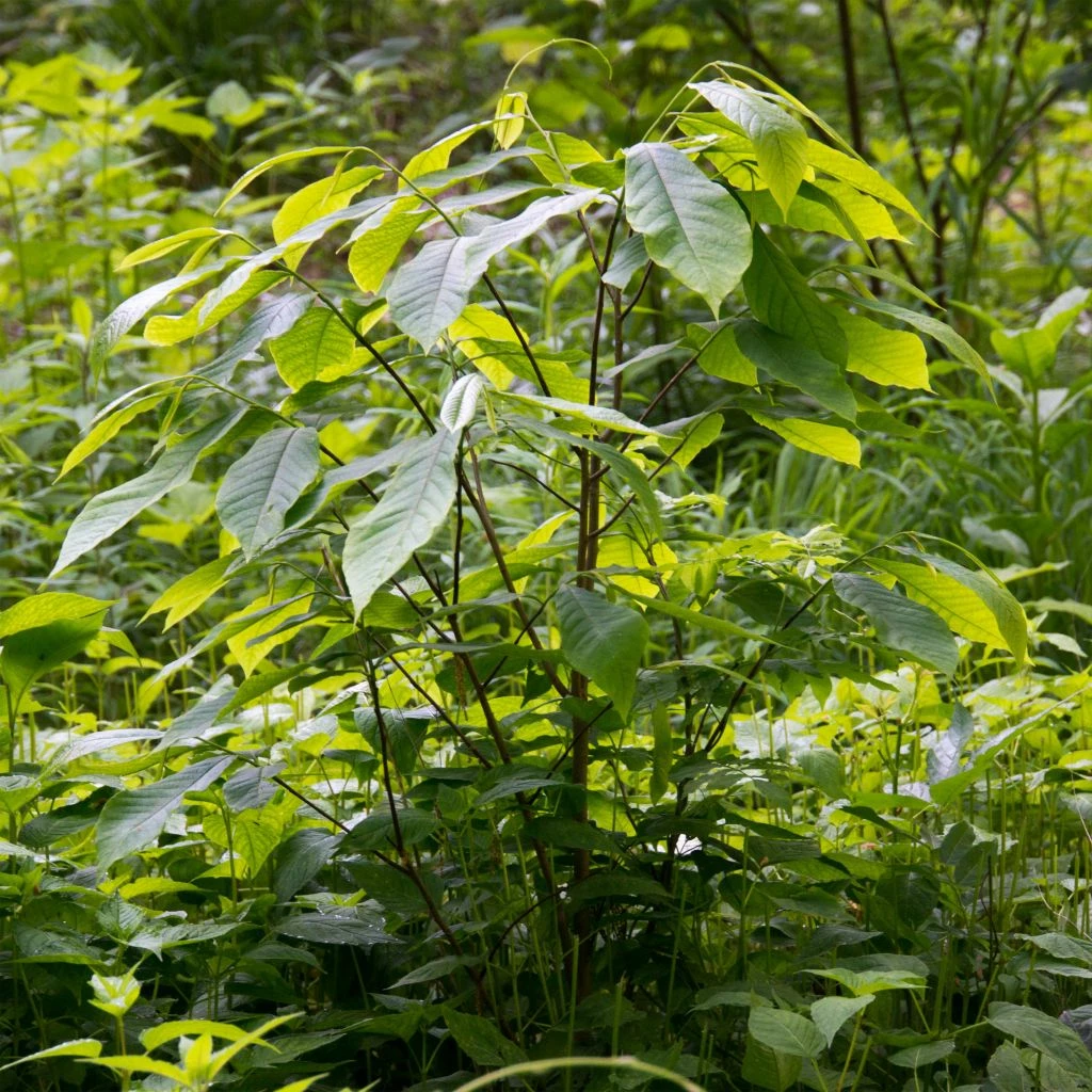 Asimina Triloba - Pawpaw 3 Asimina Triloba - Pawpaw