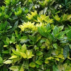 Aucuba Japonica - Laurier Du Japon