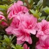 Azalée Hybride ENCORE® Empress -Promesse de Fleurs Magasin Azalea Encore Empress 88771 1