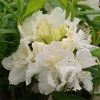 Azalée De Chine White Frills - Azalea Mollis 2 Azalée De Chine White Frills - Azalea Mollis -Promesse de Fleurs Magasin Azalea de Chine White Frills 84827 1