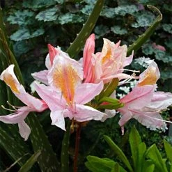 Azalée De Chine Delicatissima - Rhododendron (x) Occidentale