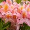 Azalée De Chine Demoiselles De Boutiguery Callista - Rhododendron Hybride 2 Azalée De Chine Demoiselles De Boutiguery Callista - Rhododendron Hybride -Promesse de Fleurs Magasin Azalee de Chine Demoiselles de Boutiguery Callista Rhododendron hybride IF 18439 1