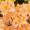 Azalée De Chine Demoiselles De Boutiguery Nella - Rhododendron Hybride -Promesse de Fleurs Magasin Azalee de Chine Demoiselles de Boutiguery Nella Rhododendron hybride IF 18442 1