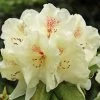 Azalée De Chine Harvest Moon - Azalea Mollis -Promesse de Fleurs Magasin Azalee de Chine Harvest Moon 84816 1