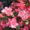 Azalée Japonaise Blaauw's Pink - Rhododendron Hybride -Promesse de Fleurs Magasin Azalee japonaise Blaauw s Pink 85720 1