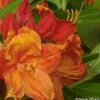 Azalée Glowing Embers - Rhododendron Molle -Promesse de Fleurs Magasin Azalee mollis Glowing Embers 82635 1