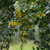 Azara Microphylla - Mimosa Du Chili -Promesse de Fleurs Magasin Azara microphylla 85983 1