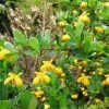 Berberis Buxifolia Nana - Epine-vinette à Feuilles De Buis 2 Berberis Buxifolia Nana - Epine-vinette à Feuilles De Buis -Promesse de Fleurs Magasin Berberis buxifolia Nana ld Wallygrom 781560 1