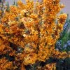 Berberis Linearifolia Orange King - Epine-vinette -Promesse de Fleurs Magasin Berberis linearifolia Orange King Epine vinette 83955 1
