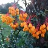 Berberis Lologensis Apricot Queen - Epine-vinette. -Promesse de Fleurs Magasin Berberis lologensis Apricot Queen 83956 1