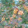 Berberis Ottawensis Auricoma - Epine-vinette. -Promesse de Fleurs Magasin Berberis ottawensis Auricoma 83957 1