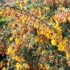 Berberis Stenophylla Corallina Compacta 1 Berberis Stenophylla Corallina Compacta -Promesse de Fleurs Magasin Berberis stenophylla Corallina Compacta 84617 1