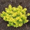 Berberis Thunbergii Bonanza Gold - Épine-vinette De Thunberg 2 Berberis Thunbergii Bonanza Gold - Épine-vinette De Thunberg -Promesse de Fleurs Magasin Berberis thunbergii Bonanza Gold 100395 1