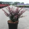 Berberis Thunbergii Dart's Red Lady - Épine-vinette -Promesse de Fleurs Magasin Berberis thunbergii Dart s Red Lady 100300 1 1