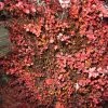 Berberis Thunbergii Fireball - Epine-vinette