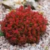 Berberis Thunbergii Lutin Rouge - Epine-vinette Naine -Promesse de Fleurs Magasin Berberis thunbergii Lutin Rouge 100398 1