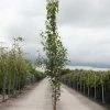 Betula Pendula Fastigiata - Bouleau Fastigié -Promesse de Fleurs Magasin Betula pendula Fastigiata 83968 1