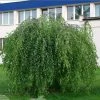 Bouleau Pleureur Youngii - Betula Pendula 2 Bouleau Pleureur Youngii - Betula Pendula -Promesse de Fleurs Magasin Betula pendula Youngii 83970 1